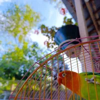 طوطی کوتوله برزیلی