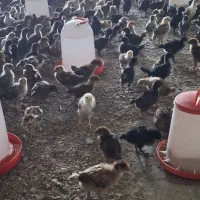 فروش جوجه یک ماهه