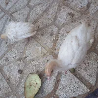 جوجه بوقلمون گوشتی