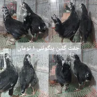 جفت گلین پنگوئنی و خروس گلین و جوجه گلپایگان|حیوانات مزرعه|رشت, معلم|دیوار