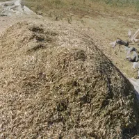 کاه لوبیا چیتی