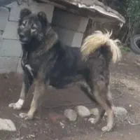 سگ ذات قدیم مخصوص برای گله گوسفند