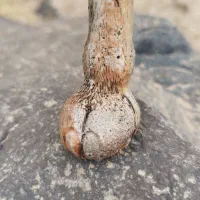 سنگ ارزشمند طلا