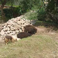 گوشت گوسفند