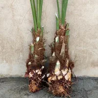 فروش نهال برای پیارم مجوز کبکاب