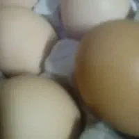 تخم مرغ محلی زرده طلایی
