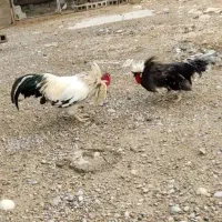 خروس|حیوانات مزرعه|برازجان, |دیوار