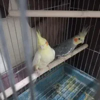 یک جفت عروس هلندی مولد