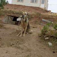 پژدر|سگ|تاکستان, |دیوار