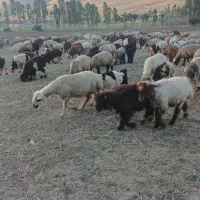 نیازمند چوپان