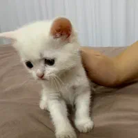 بچه گربه پرشین اسکاتیش