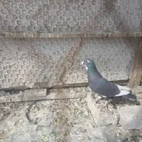 معاوضه کبوتر  گرفتنی تعداد تهرانی دورگ