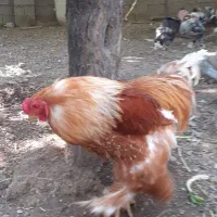 خروس برهما