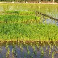 توم. تم. هاشمی
