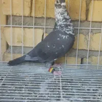 گلی سینه سفید نر قابل ارسال به همه نقاط