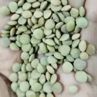 عدس درجه یک