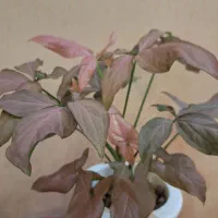 گل و گیاهان هیدروپونیک شده