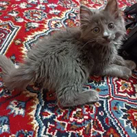 بچه گربه دو ماه و‌نیمه اسکاتیش آنفولد بلو