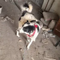 سگ قهدریجانی