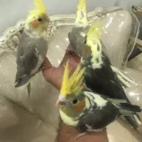 جوجه عروس هلندی
