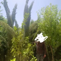 نهال سرو ناز شیراز 3متر4متر5متری
