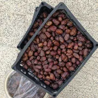 خرما کبکاب آبپخش