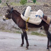 الاغ جوان