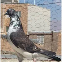 سیماش خرمایی