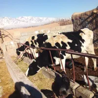 باسلام فروش۳راس ماده گاوشیری بهمراه گوساله