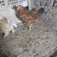 مرغ لاری وکاکلی پرپا وجوجه