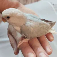 کوتوله و گرینچیک آماده دستی خوش رنگ