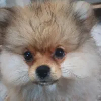 پامر عروسکی