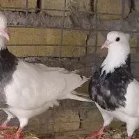 کبوتر‌طوقی