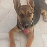 سگ ژرمن