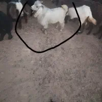 بز و بزغاله
