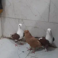 کفتر /کلاغ
