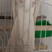 پرنده