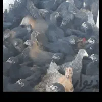 جوجه مرغ جهادی وبلک استاردوماهه