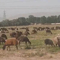 فروش بره ریز از داخل گله