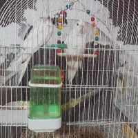 فروش پرنده  عروس هلندی مرغ عشق فنچ