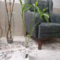 گل بامبو و درخت کاج مطبق