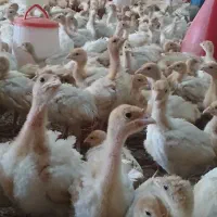 جوجه نیمچه بوقلمون بیوتی6 اصل