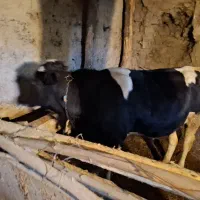 یک گاونربرای فروش دویست میلیون
