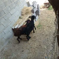 بره نر ماده