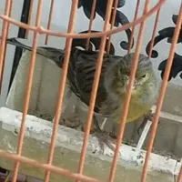 قناری جفت|پرنده|تهران, چهارصد دستگاه|دیوار