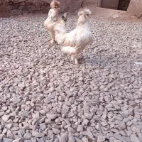 مرغ سلطان
