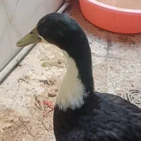 اردک