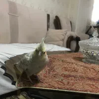 عروس هلندی