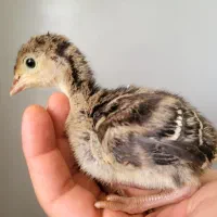 جوجه بوقلمون