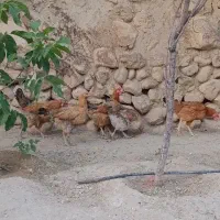 مرغ خروس
